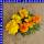 Studentenblume Tagetes triploide Hybride 12 cm Topf