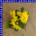 Dahlia x hortensis  Dahlien Mix 12 cm Topf