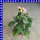 Dahlia x hortensis  Dahlien Mix 12 cm Topf