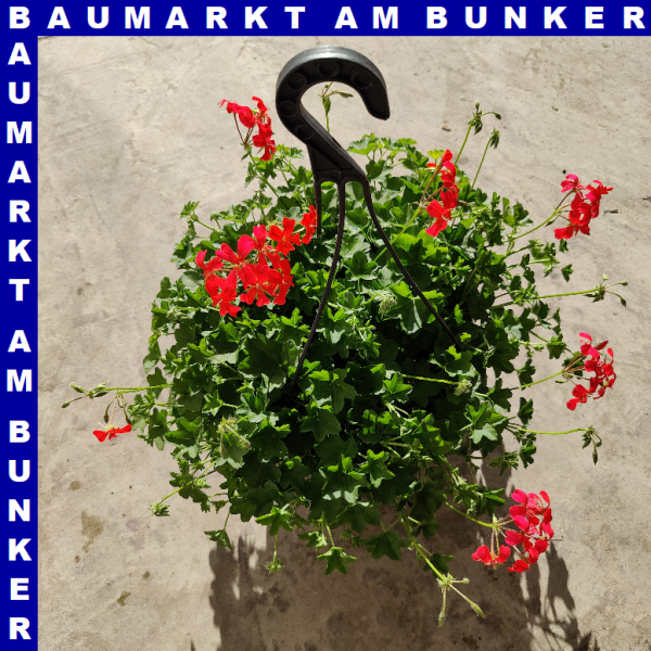 Geranien Ampel 25 cm Topf