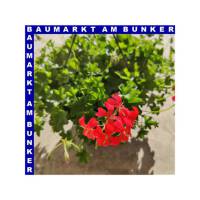 Geranien Ampel 25 cm Topf