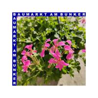 Geranien Ampel 25 cm Topf