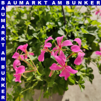 Geranien Ampel 25 cm Topf