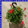 Geranien Ampel 25 cm Topf
