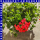 Geranien Ampel 25 cm Topf