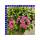 Geranien Ampel 25 cm Topf
