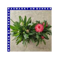 Xerochrysum bracteatum Garten-Strohblume