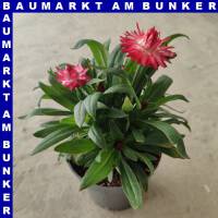 Xerochrysum bracteatum Garten-Strohblume