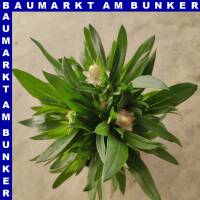 Xerochrysum bracteatum Garten-Strohblume