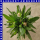 Xerochrysum bracteatum Garten-Strohblume