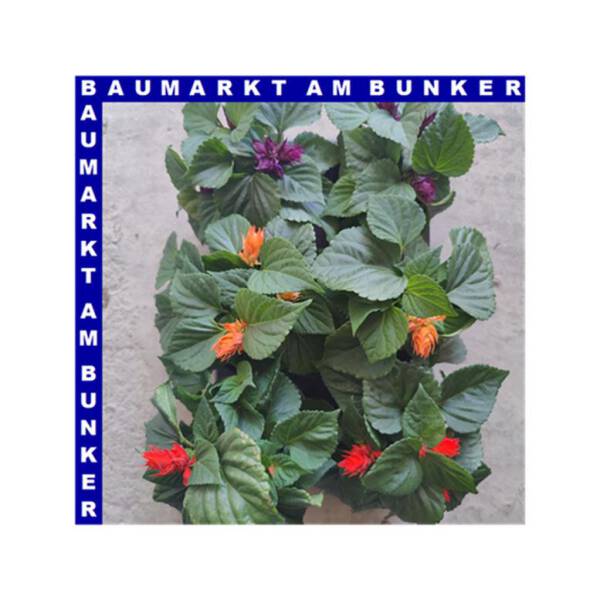 Salvia splendens Prachtsalbei 12 cm Topf