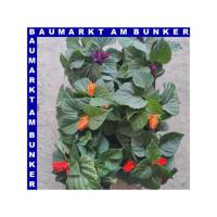 Salvia splendens Prachtsalbei 12 cm Topf
