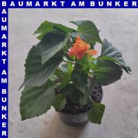 Salvia splendens Prachtsalbei 12 cm Topf