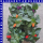 Salvia splendens Prachtsalbei 12 cm Topf