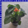 Salvia splendens Prachtsalbei 12 cm Topf
