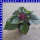 Salvia splendens Prachtsalbei 12 cm Topf