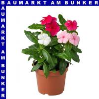Zimmervinca catharanthus roseus Trio 12 cm Topf