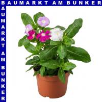 Zimmervinca catharanthus roseus Trio 12 cm Topf