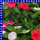Zimmervinca catharanthus roseus Trio 12 cm Topf