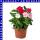 Zimmervinca catharanthus roseus Trio 12 cm Topf