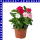 Zimmervinca catharanthus roseus Trio 12 cm Topf