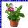 Zimmervinca catharanthus roseus Trio 12 cm Topf