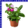 Zimmervinca catharanthus roseus Trio 12 cm Topf