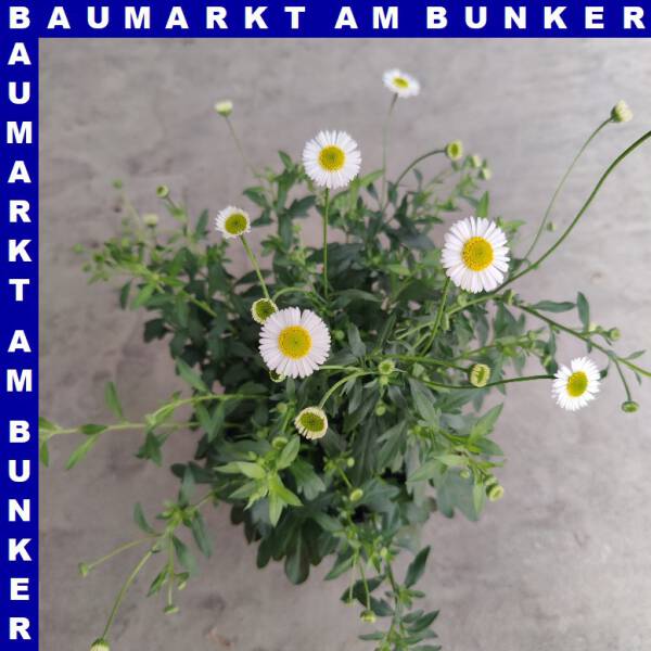 Erigeron Karvinskianus Spanisches Gänseblümchen 12 cm Topf