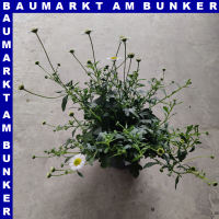 Erigeron Karvinskianus Spanisches Gänseblümchen...