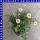Erigeron Karvinskianus Spanisches Gänseblümchen 12 cm Topf
