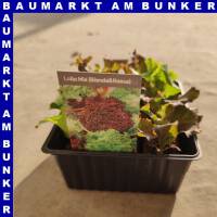 Lollo Mix (Bionda&Rossa) 9 St in Schale