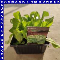 Kopfsalat 9 St in Schale