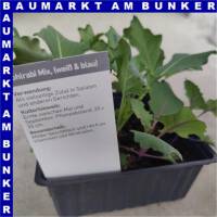 Kohlrabi Mix (weiß & Blau) 9 St in Schale