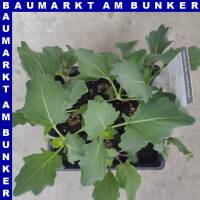 Kohlrabi Mix (weiß & Blau) 9 St in Schale