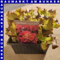 Lollo Rossa 9 St in Schale