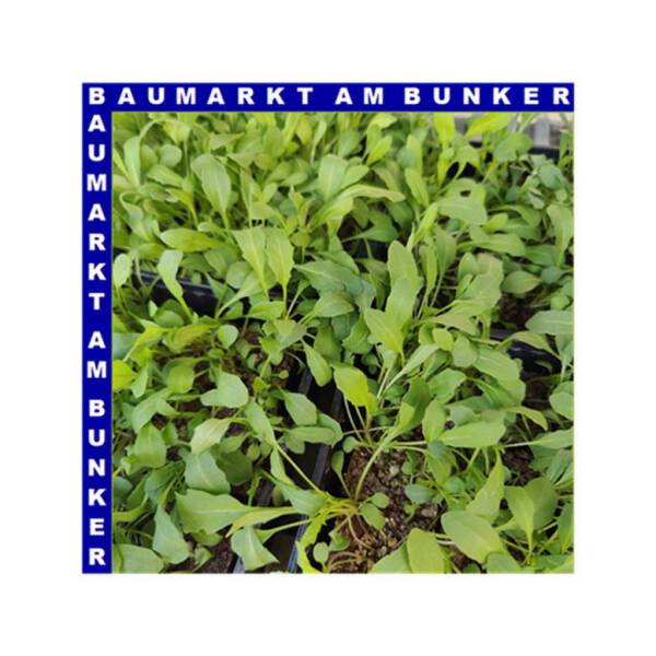 Rucola Salat 9 St in Schale