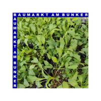 Rucola Salat 9 St in Schale