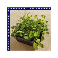 Rucola Salat 9 St in Schale