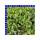 Rucola Salat 9 St in Schale