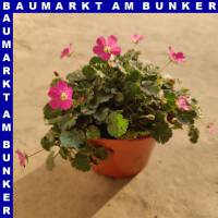 Reiherschnäbel Erodium T12