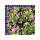 Reiherschnäbel Erodium T12