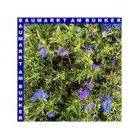 Lithodora diffusa Steinsame T12 cm