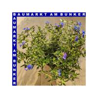 Lithodora diffusa Steinsame T12 cm