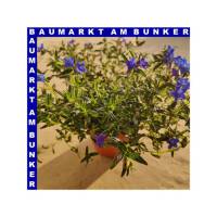 Lithodora diffusa Steinsame T12 cm