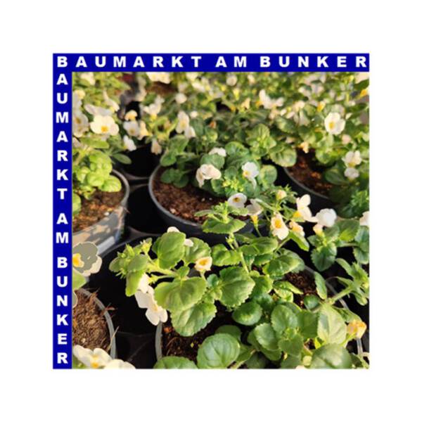 Schneeflöckchen Sutera grandiflora T12