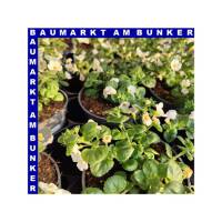 Schneeflöckchen Sutera grandiflora T12
