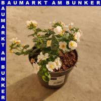 Schneeflöckchen Sutera grandiflora T12