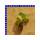 Jungpflanze Mascotte White Begonia sempaflorens 288 St
