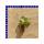Jungpflanze Mascotte White Begonia sempaflorens 288 St