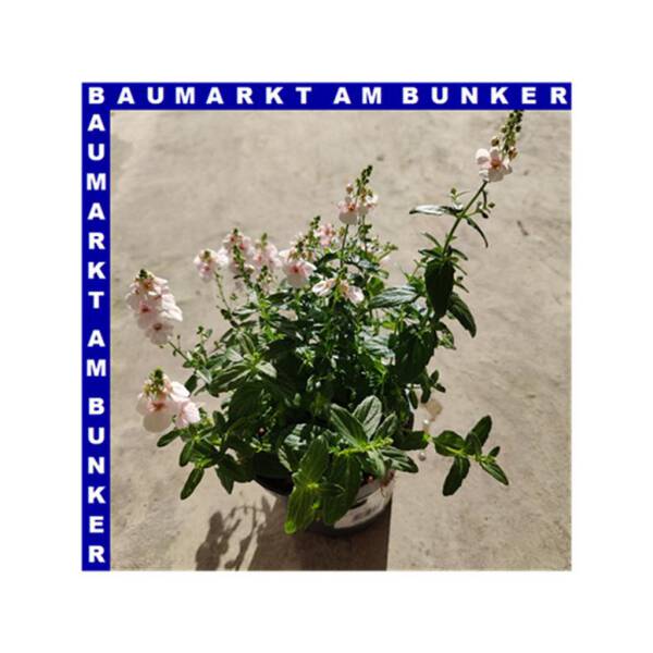 Diascia hybriden Elfensporn 12 cm Topf